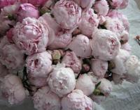 Adia's Avatar Adia's Avatar