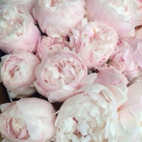 Blushpinkbabyxx's Avatar Blushpinkbabyxx's Avatar