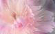 PeonyPrincess's Avatar PeonyPrincess's Avatar