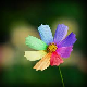 rainbowflower's Avatar rainbowflower's Avatar